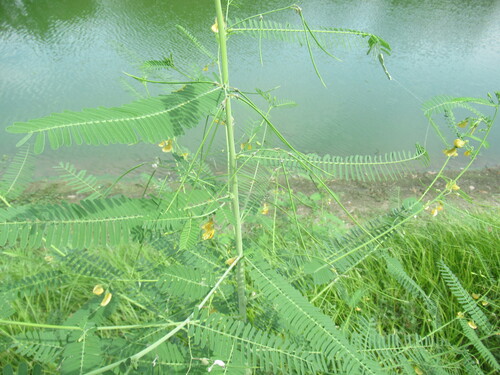 Sesbania herbacea, photograph 4