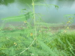 (c) Linda Jo Conn, some rights reserved (CC BY) Sesbania herbacea, photograph (c) Linda Jo Conn, some rights reserved (CC BY)