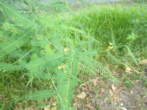 Sesbania herbacea, photograph 5