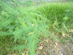 (c) Linda Jo Conn, some rights reserved (CC BY) Sesbania herbacea, photograph (c) Linda Jo Conn, some rights reserved (CC BY)