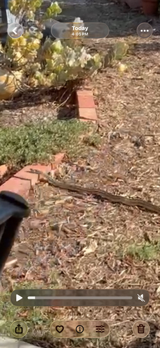 San Diego Gopher Snake