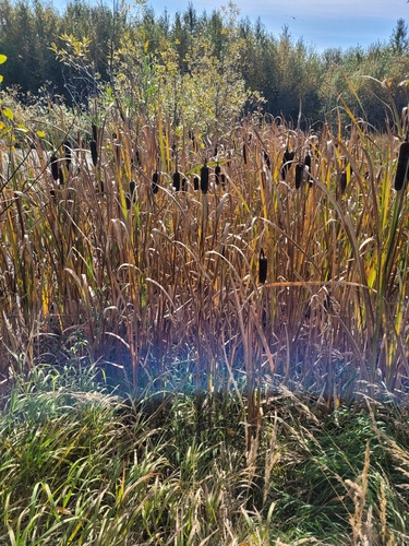 Typha latifolia
