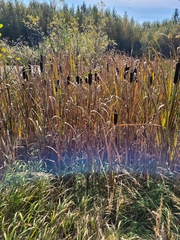 Typha latifolia