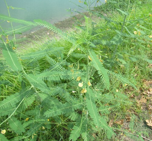 Sesbania herbacea, photograph 3