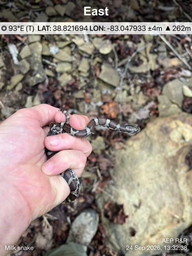 Eastern Milksnake