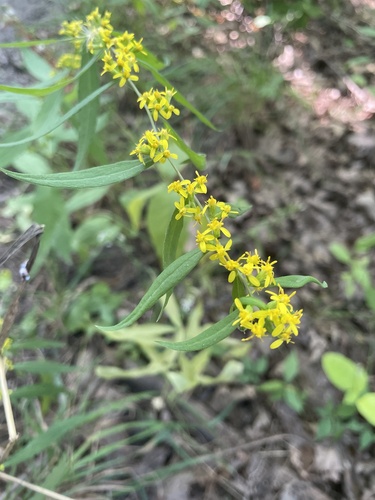 bluestem goldenrod