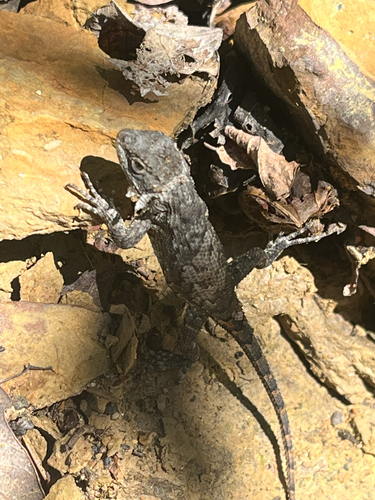 Eastern Fence Lizard