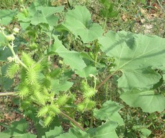 Xanthium strumarium, photograph (c) Linda Jo Conn, some rights reserved (CC BY)