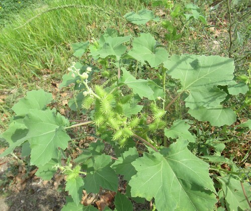 Xanthium strumarium, photograph 5