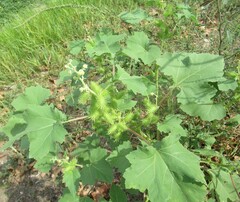 Xanthium strumarium, photograph (c) Linda Jo Conn, some rights reserved (CC BY)