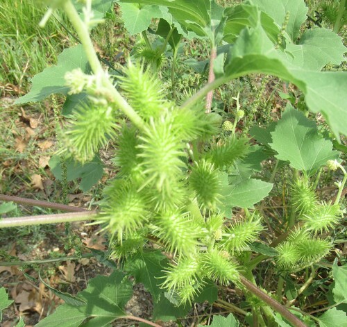 Xanthium strumarium, photograph 3
