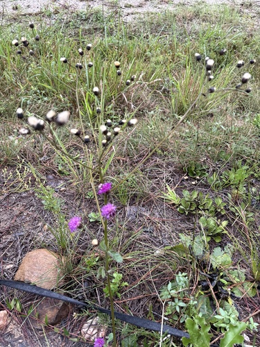 Vernonia acaulis