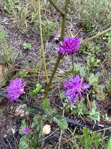Vernonia acaulis, photograph 2