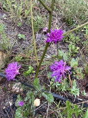 author not stated, no rights reserved Vernonia acaulis, photograph author not stated, no rights reserved