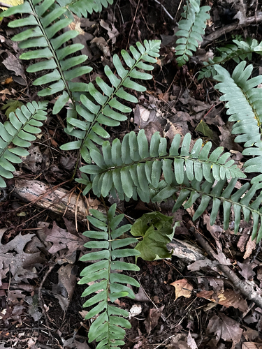 Christmas fern