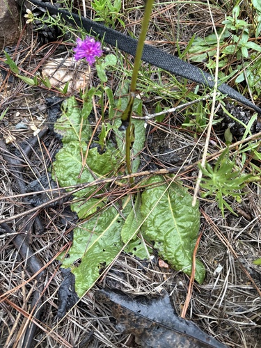 Vernonia acaulis, photograph 3