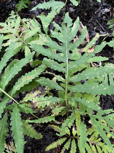 sensitive fern