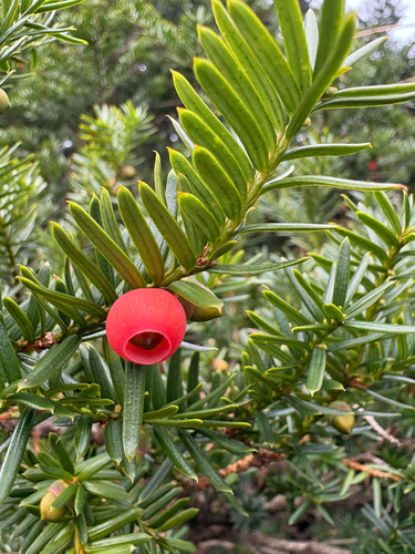 Japanese yew