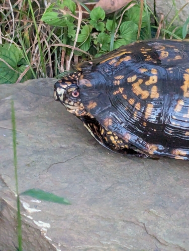 Eastern Box Turtle