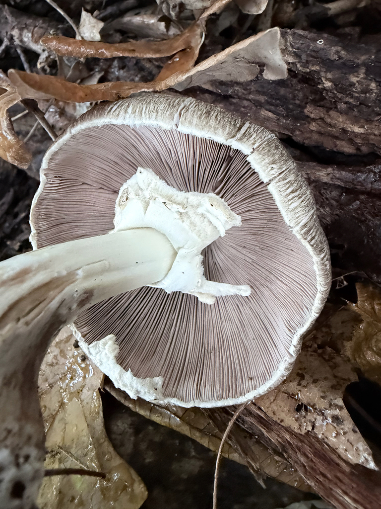 inky mushroom · September 2026 · photo: Photo: (c) Erica Tava Johnson, some rights reserved (CC BY) · iNaturalist