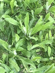 Pilosella aurantiaca