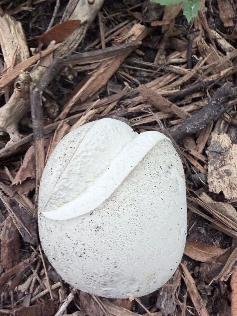 giant puffball · September 2026 · photo: Photo: (c) Erica Tava Johnson, some rights reserved (CC BY) · iNaturalist