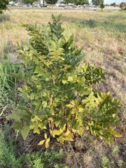 Carya illinoinensis