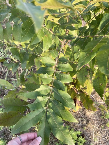 Carya illinoinensis, photograph 2