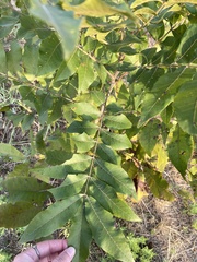 Carya illinoinensis, photograph (c) EJ Burns, some rights reserved (CC BY)