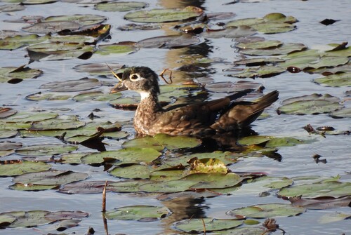 Wood Duck