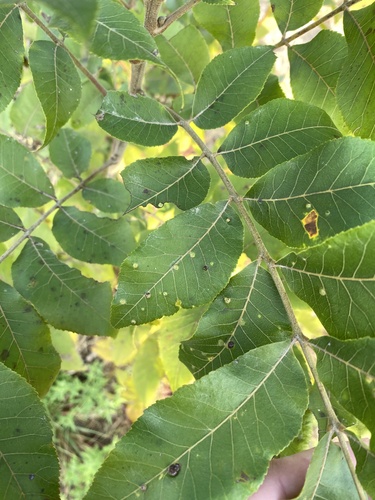 Carya illinoinensis, photograph 3