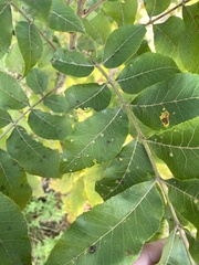Carya illinoinensis, photograph (c) EJ Burns, some rights reserved (CC BY)