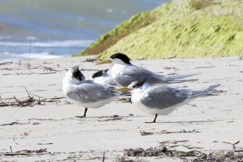 Great Crested Tern