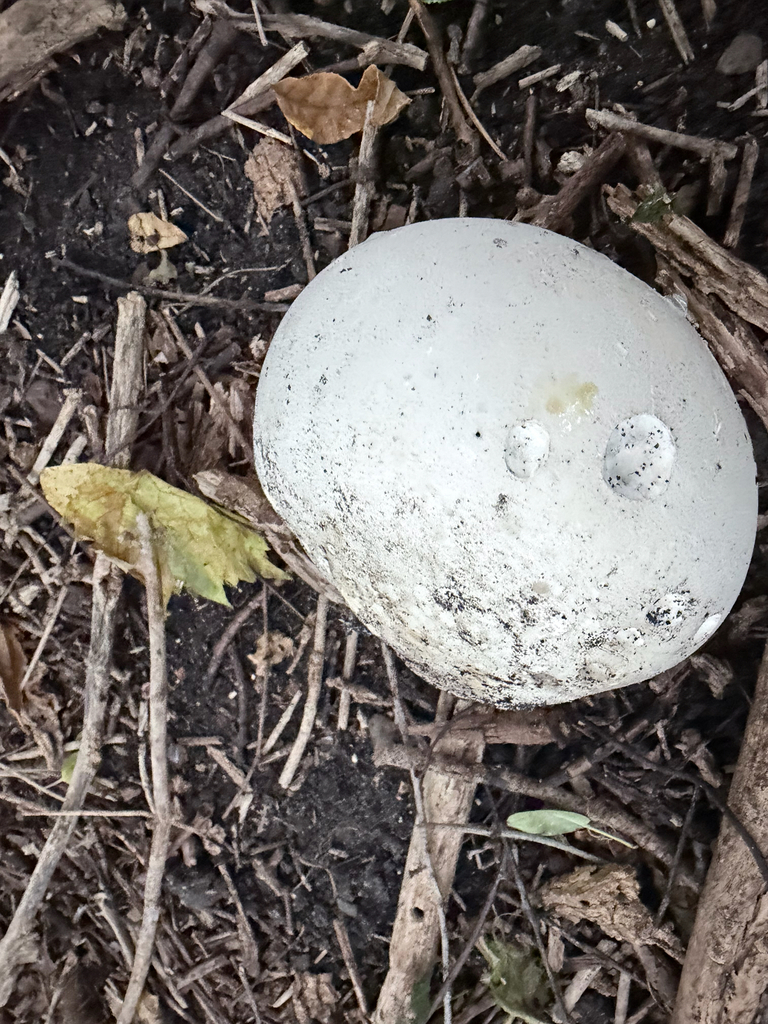 giant puffball · September 2026 · photo: Photo: (c) Erica Tava Johnson, some rights reserved (CC BY) · iNaturalist