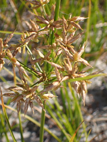 toothed flatsedge