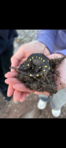 Spotted Salamander