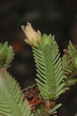 Crassula ericoides ericoides