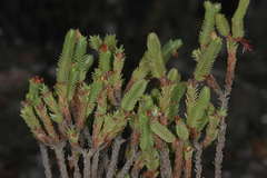 Crassula ericoides ericoides