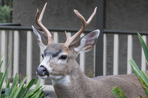 Columbian Black-tailed Deer