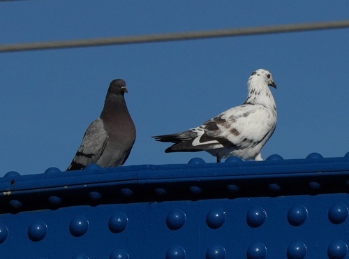 Feral Pigeon