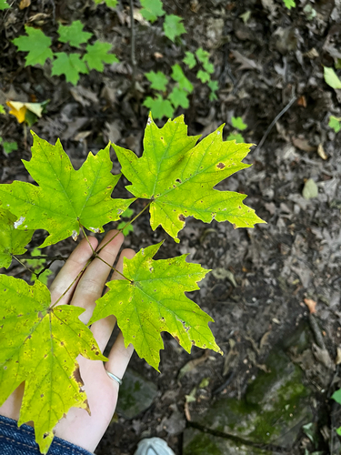 sugar maple