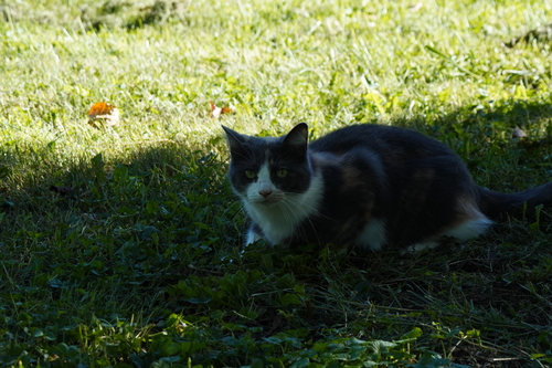 Domestic Cat