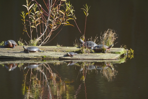 Painted Turtle