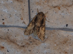 Shaka atrovittatus