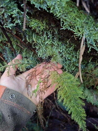 Abrodictyum strictum observed 2026-09-24