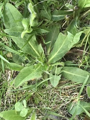 Pilosella aurantiaca