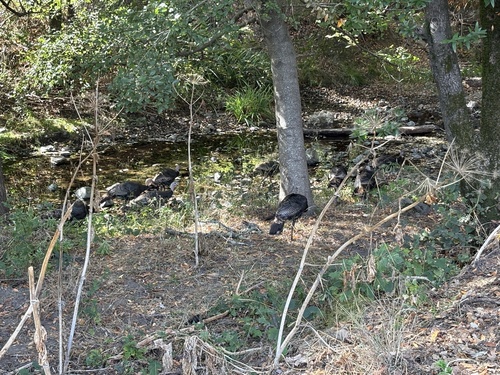 Wild Turkey seen in Sonoma Valley