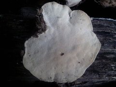 Fungi