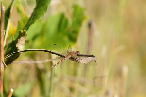 Autumn Meadowhawk