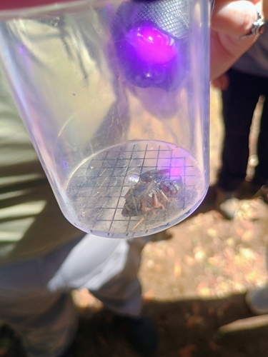 Western Forest Scorpion seen in Sonoma Valley